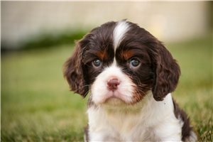 Stetson - Cavalier King Charles Spaniel for sale