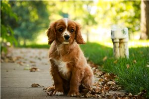 Elmo - puppy for sale