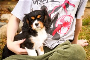 Slater - Cavalier King Charles Spaniel for sale