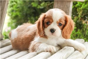 Burt - Cavalier King Charles Spaniel for sale