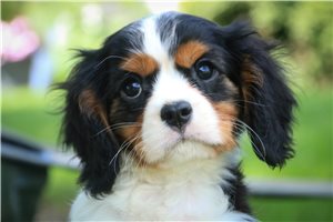 Atlas - Cavalier King Charles Spaniel for sale