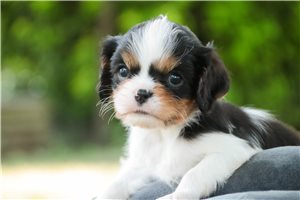 Kayla - puppy for sale