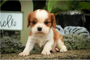 Kelsey - Cavalier King Charles Spaniel for sale