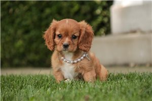 Violet - Cavalier King Charles Spaniel for sale