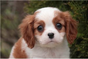 Able - Cavalier King Charles Spaniel for sale