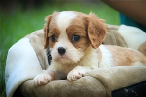 Sullivan - puppy for sale