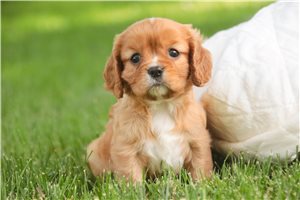 Violet - Cavalier King Charles Spaniel for sale