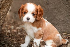 Burt - puppy for sale