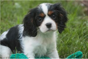 Koen - Cavalier King Charles Spaniel for sale