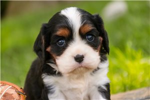 Ashton - Cavalier King Charles Spaniel for sale