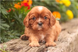Poppy - Cavalier King Charles Spaniel for sale