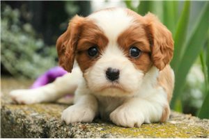 Koko - puppy for sale