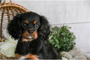 Paloma - puppy for sale
