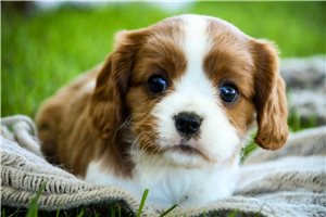 Sloane - puppy for sale