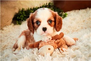 Tamara - Cavalier King Charles Spaniel for sale