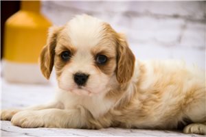 Erin - puppy for sale