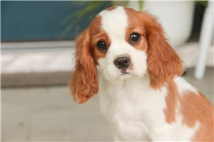 Vick - Cavalier King Charles Spaniel for sale