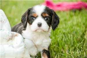 Bambi - puppy for sale