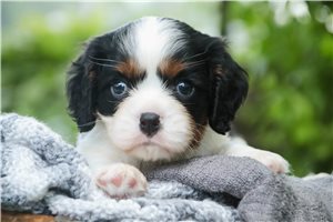 Koen - Cavalier King Charles Spaniel for sale