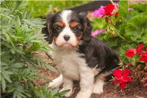 Atlas - Cavalier King Charles Spaniel for sale