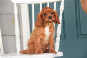 Tahoe - Cavalier King Charles Spaniel for sale