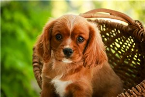 Easton - puppy for sale