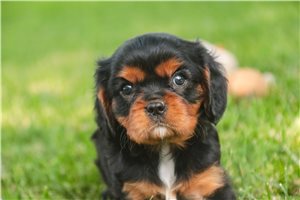 Voyage - Cavalier King Charles Spaniel for sale