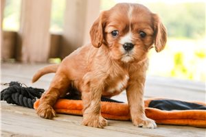 Brooke - Cavalier King Charles Spaniel for sale