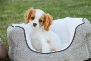 Roland - Cavalier King Charles Spaniel for sale