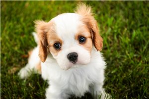 Roland - Cavalier King Charles Spaniel for sale