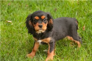 Vander - Cavalier King Charles Spaniel for sale
