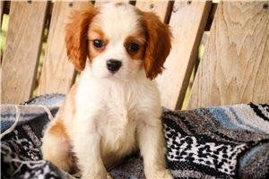 Artie - Cavalier King Charles Spaniel for sale