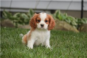 Vick - Cavalier King Charles Spaniel for sale