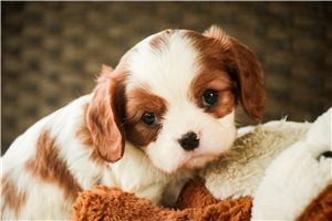 Abner - puppy for sale