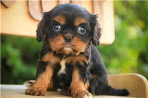 Serena - puppy for sale