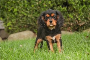Vander - Cavalier King Charles Spaniel for sale