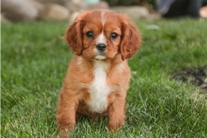 Tiffany - puppy for sale