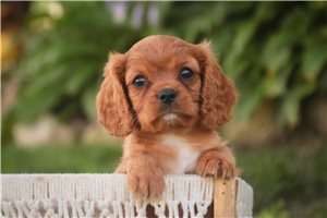 Katie - puppy for sale