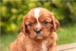 Patricia - Cavalier King Charles Spaniel for sale