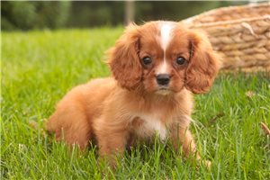 Penn - Cavalier King Charles Spaniel for sale