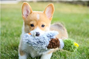 Winnie - Corgi, Pembroke Welsh for sale