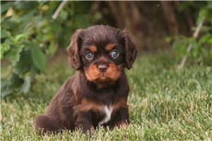 Shana - Cavalier King Charles Spaniel for sale