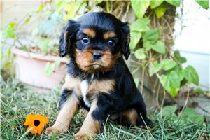 Sammy - Cavalier King Charles Spaniel for sale