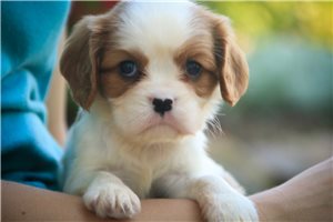 Stella - Cavalier King Charles Spaniel for sale
