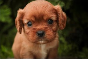 Kenny - puppy for sale