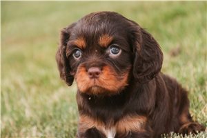 Shelby - Cavalier King Charles Spaniel for sale