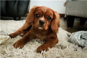 Eddie - Cavalier King Charles Spaniel for sale