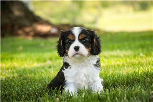 River - Cavalier King Charles Spaniel for sale