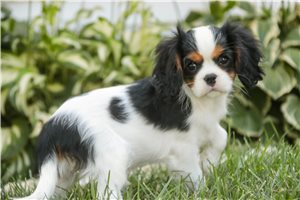 Kassidy - Cavalier King Charles Spaniel for sale