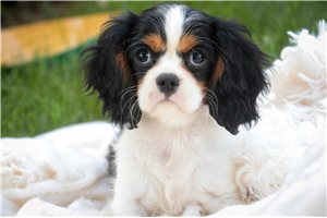 Silas - Cavalier King Charles Spaniel for sale